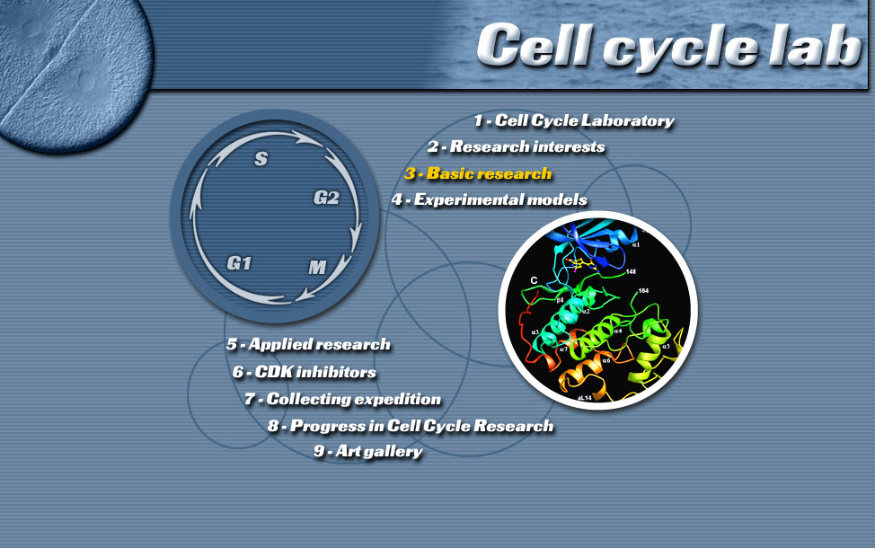 Cycle Cellulaire