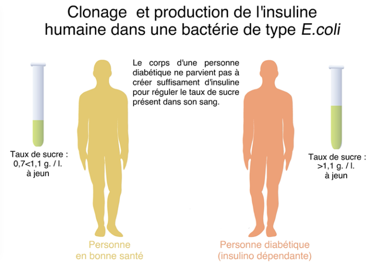 Clonage d'une bactérie