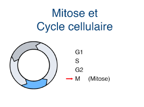 Mitose et ccyle cellulaire