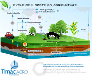 Cycle de l'Azote